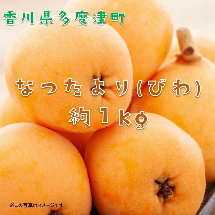 なつたより（びわ）約1kg（常温）【予約受付中！令和8年6月上旬より発送！】〔提供：株式会社ことひら街道〕しあわせ製麺 初夏 風物詩 フルーツ くだもの 琵琶 枇杷 香川県 多度津町 旬 新鮮 ふるーつ 果物