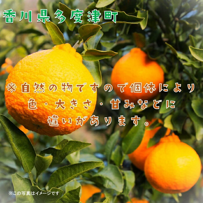 【ふるさと納税】長期貯蔵 熟成 不知火（でこぽん）約2.8kg【令和8年5月中旬より発送】〔提供：株式会社ことひら街道〕 しあわせ製麺 甘い ジューシー 季節限定 フルーツ くだもの 香川県 多度津町 旬 新鮮 ふるーつ 果物 サムネイル3