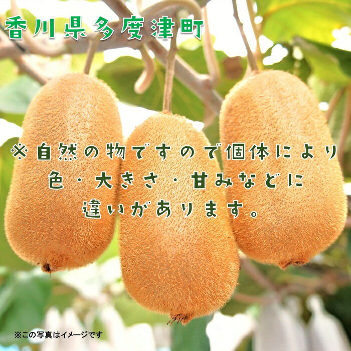 【ふるさと納税】香川県オリジナルキウイフルーツ「香緑」約3.5kg【予約受付中！令和7年11月下旬頃から発送】〔提供：株式会社ことひら街道〕しあわせ製麺 甘い 濃い緑色 期間限定 サムネイル3