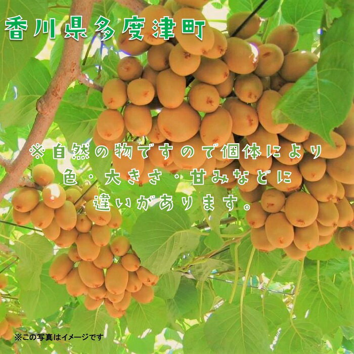 【ふるさと納税】香川県オリジナルキウイフルーツ「さぬきキウイっこ&#174;」1.3kg【予約受付中！令和7年11月上旬頃から】〔提供：株式会社ことひら街道〕しあわせ製麺 甘い 小さい 一口サイズ ゼリーみたい 期間限定 サムネイル3