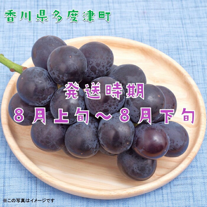 【ふるさと納税】ハウスピオーネ　約2kg【令和8年7月下旬発送！予約受付中】〔提供：株式会社ことひら街道〕しあわせ製麺 種無し 濃厚な甘み 大粒 サムネイル2