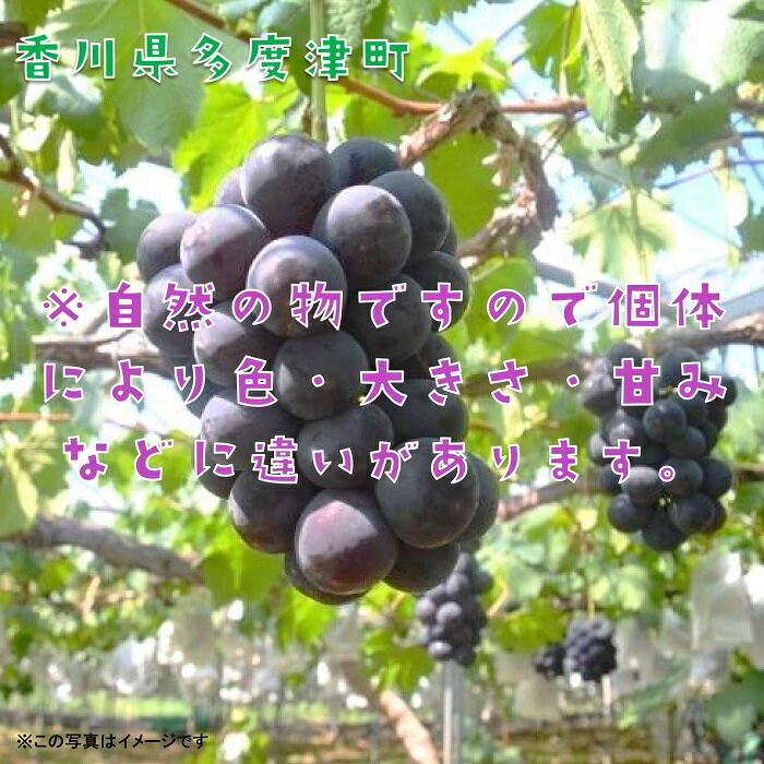 【ふるさと納税】ハウスピオーネ　約2kg【令和8年7月下旬発送！予約受付中】〔提供：株式会社ことひら街道〕しあわせ製麺 種無し 濃厚な甘み 大粒 サムネイル3