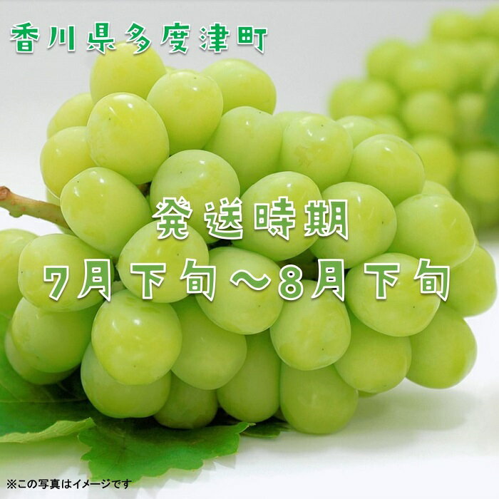 【ふるさと納税】ハウスシャインマスカット　1房　化粧箱【令和8年7月下旬頃発送!予約受付中!】〔提供：ことひら街道〕しあわせ製麺 ぶどう 進物 甘い マスカット サムネイル2