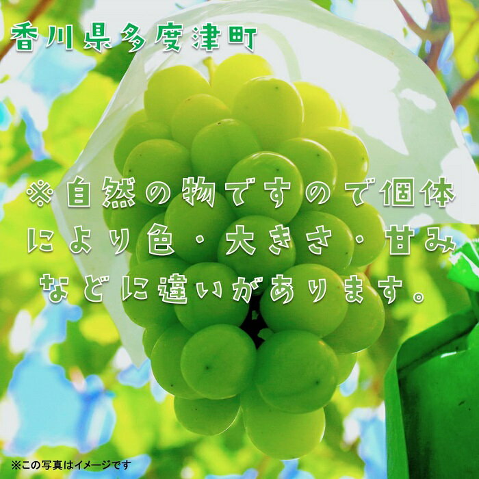 【ふるさと納税】ハウスシャインマスカット　1房　化粧箱【令和8年7月下旬頃発送!予約受付中!】〔提供：ことひら街道〕しあわせ製麺 ぶどう 進物 甘い マスカット サムネイル3