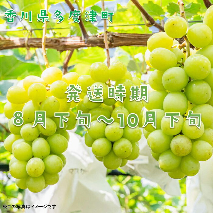 【ふるさと納税】シャインマスカット 約2kg【令和8年8月下旬発送！予約受付中】〔提供：株式会社ことひら街道〕しあわせ製麺 あまい ぶどう 皮ごと まるまる しゃきしゃき サムネイル2