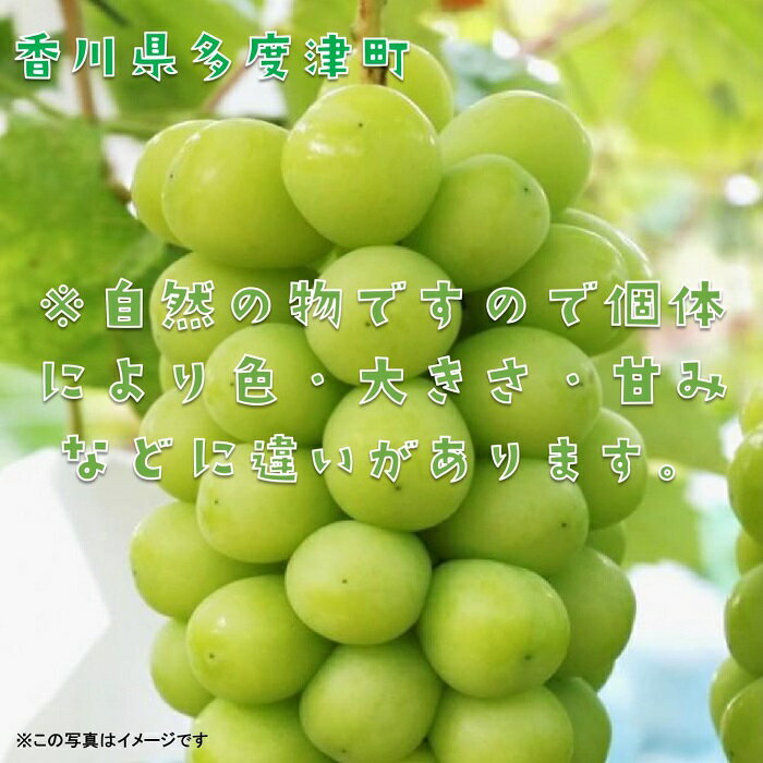 【ふるさと納税】シャインマスカット 約2kg【令和8年8月下旬発送！予約受付中】〔提供：株式会社ことひら街道〕しあわせ製麺 あまい ぶどう 皮ごと まるまる しゃきしゃき サムネイル3