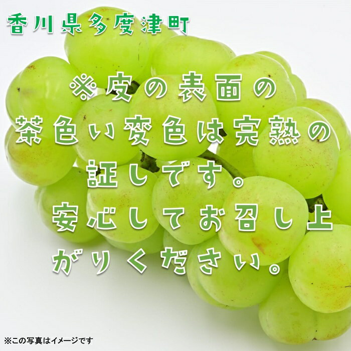 【ふるさと納税】多度津町産 瀬戸ジャイアンツ 約1.2kg【令和8年9月上旬頃より発送】〔提供：株式会社ことひら街道〕 しあわせ製麺 サムネイル3