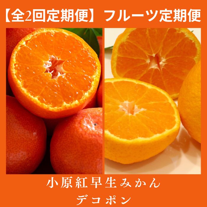 【全2回フルーツ定期便】小原紅早生みかんと不知火(デコポン)〔提供：有限会社マミィギフトカガワ〕