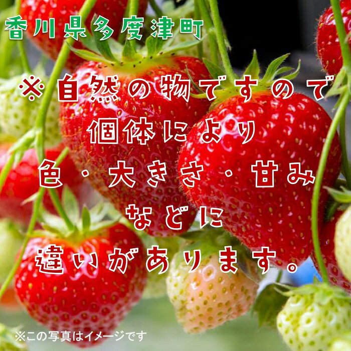 【ふるさと納税】さぬきひめいちご 約400g化粧箱入り(12～18粒)【予約受付中：令和7年12月より発送】〔提供：株式会社ことひら街道〕しあわせ製麺 いちご あまい サムネイル3