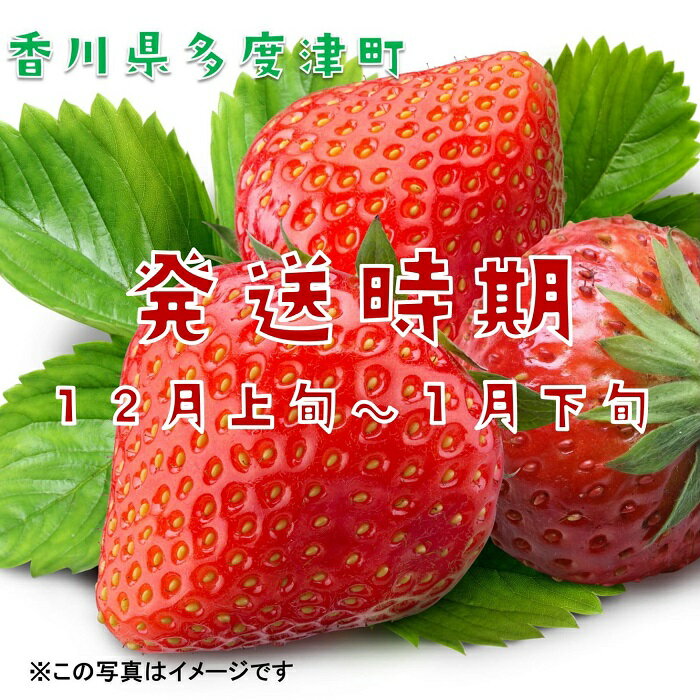 【ふるさと納税】さぬきひめいちご 約1kgDXパック【予約受付中：令和7年12月より発送】〔提供：株式会社ことひら街道〕 しあわせ製麺 いちご あまい サムネイル2