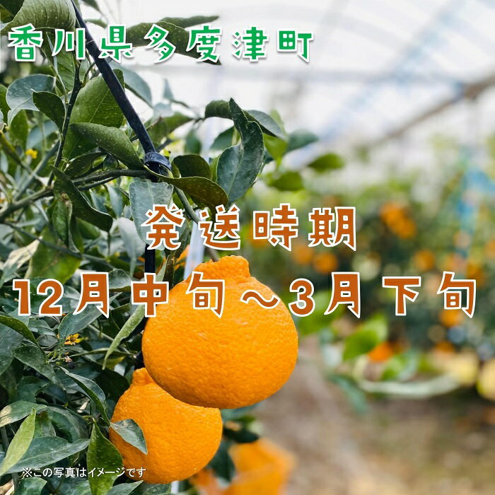 【ふるさと納税】不知火（デコポン）ハウス栽培 約3kg【予約受付中！令和7年12月下旬頃～】〔提供：株式会社ことひら街道〕しあわせ製麺 甘い ギフト 季節限定 サムネイル2