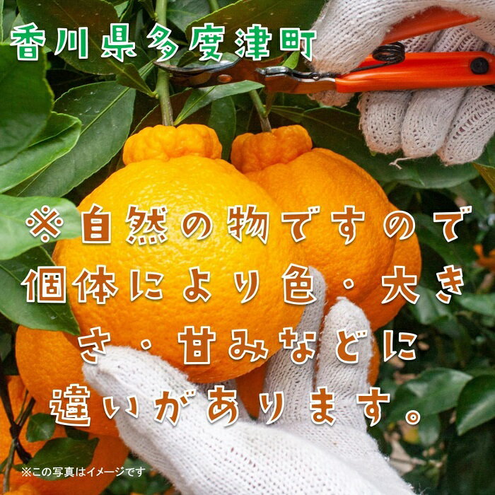 【ふるさと納税】不知火（デコポン）ハウス栽培 約3kg【予約受付中！令和7年12月下旬頃～】〔提供：株式会社ことひら街道〕しあわせ製麺 甘い ギフト 季節限定 サムネイル3