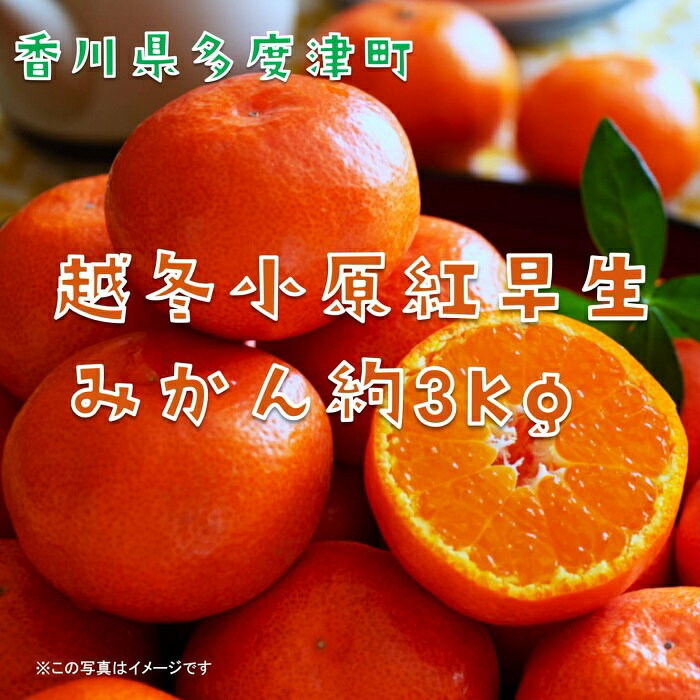 『越冬小原紅早生みかん』約3kg【予約受付中！令和8年1月中旬より発送！】〔提供：株式会社ことひら街道〕しあわせ製麺 濃厚 甘い 紅い 香川オリジナル 希少