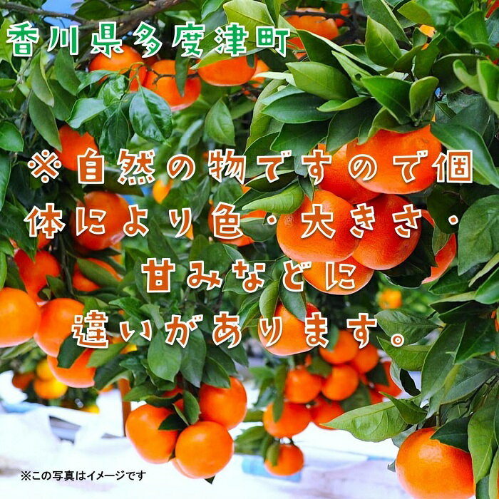 【ふるさと納税】『越冬小原紅早生みかん』約3kg【予約受付中！令和8年1月中旬より発送！】〔提供：株式会社ことひら街道〕しあわせ製麺 濃厚 甘い 紅い 香川オリジナル 希少 サムネイル3