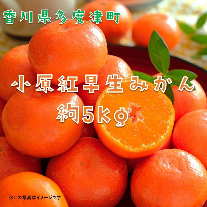 『小原紅早生みかん』約5kg【予約受付中！令和7年11月下旬より発送】〔提供：株式会社ことひら街道〕しあわせ製麺 香川県オリジナル品種 濃厚な甘さ