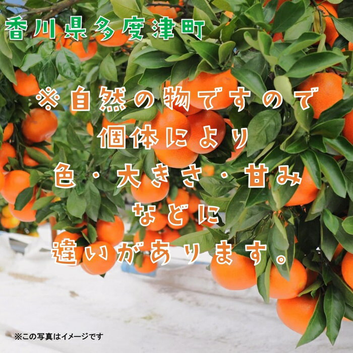 【ふるさと納税】『小原紅早生みかん』約5kg【予約受付中！令和7年11月下旬より発送】〔提供：株式会社ことひら街道〕しあわせ製麺 香川県オリジナル品種 濃厚な甘さ サムネイル3