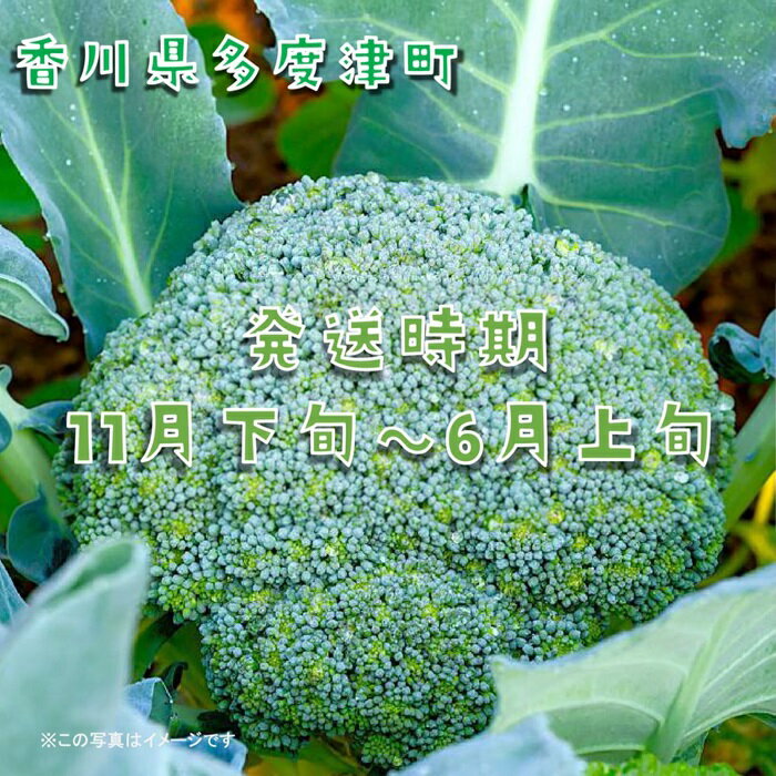 【ふるさと納税】ブロッコリー約2.5kg　サイズおまかせ〔提供：ことひら街道〕ブロッコリースプラウト スティックセニョール - 画像2