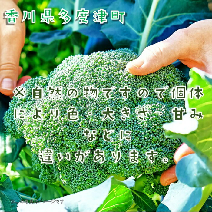 【ふるさと納税】ブロッコリー約2.5kg　サイズおまかせ〔提供：ことひら街道〕ブロッコリースプラウト スティックセニョール - 画像3