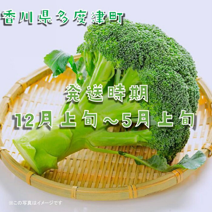 【ふるさと納税】ブロッコリー　訳あり約4.5kg　サイズおまかせ〔提供：ことひら街道〕ブロッコリースプラウト スティックセニョール - 画像2
