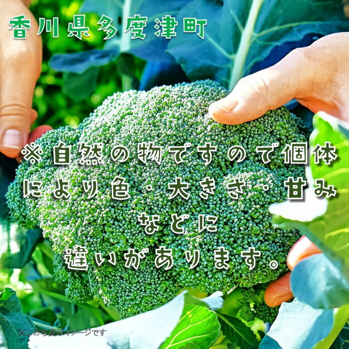 【ふるさと納税】ブロッコリー　訳あり約4.5kg　サイズおまかせ〔提供：ことひら街道〕ブロッコリースプラウト スティックセニョール - 画像3