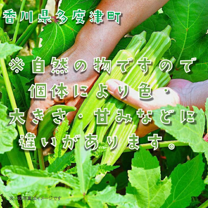 【ふるさと納税】オクラ約2.8kg　40ネットまたはバラ詰め〔提供：ことひら街道〕食物繊維、β-カロテン、ビタミンC、カリウム、葉酸 - 画像3