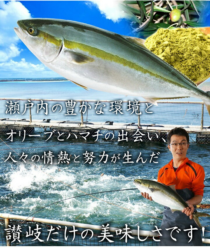 【ふるさと納税】オリーブハマチ1本まるごと！選べるカット（お届け：冷蔵）【予約受付：令和7年10月中旬頃から出荷開始！】お刺身や漬け丼 照り焼き しゃぶしゃぶにどうぞ! サムネイル3