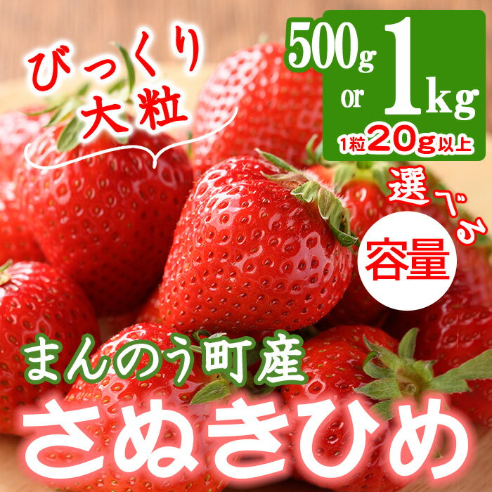 ＜先行予約！2026年3月下旬以降順次発送予定＞＜選べる容量＞大粒！香川県産 さぬきひめいちご(約500g・約1kg/1粒20g以上)国産 果物 くだもの 苺 イチゴ フルーツ 産地直送 新鮮 冷蔵便 【man104・man105】【Aglio nero】