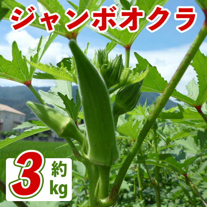 ＜先行予約！2026年7月上旬以降順次発送予定＞ジャンボオクラ(約3kg) オクラ おくら ジャンボ 香川県 おひたし 天ぷら 野菜 夏野菜 農作物 ベジタブル 【man352】【Aglio nero】