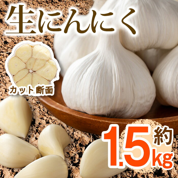 ＜先行予約！2026年5月上旬以降順次発送予定＞生にんにく(約1.5kg) 国産 野菜 ニンニク 生ニンニク 大蒜 薬味 産地直送 新登場 【man357】【Aglio nero】