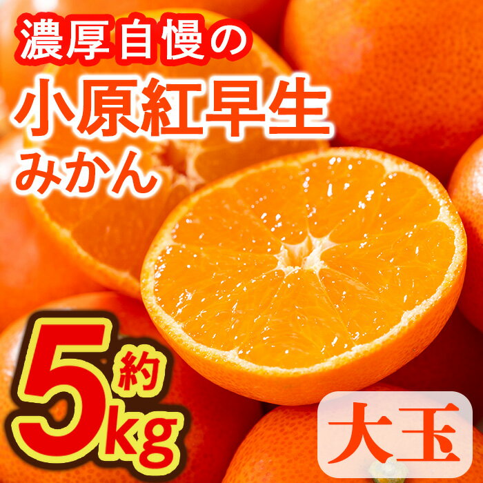 ＜先行予約！2025年11月下旬以降順次発送予定＞香川県産 小原紅早生みかん(約5kg/大玉) 国産 果物 果実 くだもの フルーツ みかん 蜜柑 新登場 【man359】【Aglio nero】