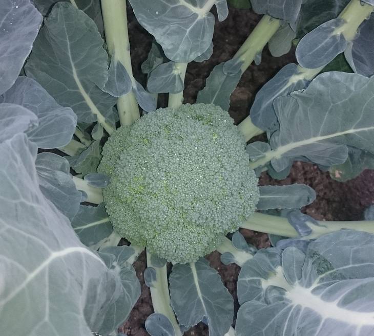 ＜期間限定！2026年2月上旬以降順次発送予定＞鮮度抜群！ブロッコリー (約2kg) 新鮮 ブロッコリー 香川県 朝採れ シチュー 野菜 農作物 ベジタブル【man057】【Aglio nero】