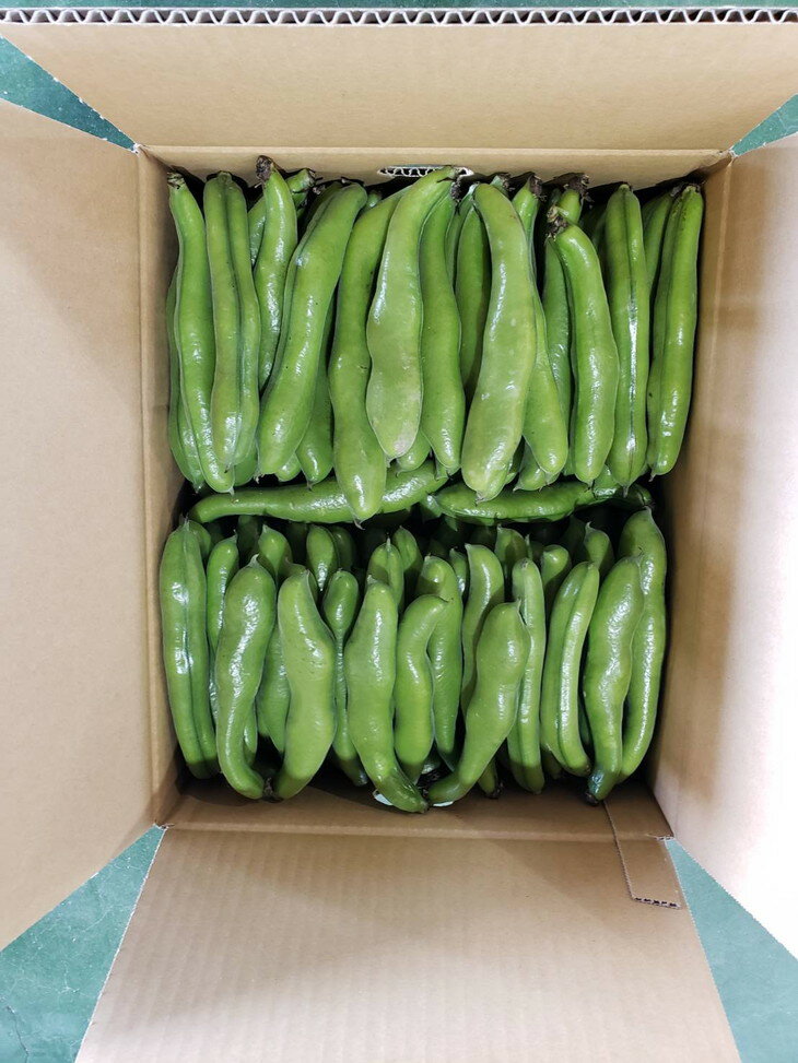 【ふるさと納税】＜先行予約！2026年5月上旬以降順次発送予定＞そらまめ(約4kg) ソラマメ 豆 【man071】【Aglio nero】 - 画像3