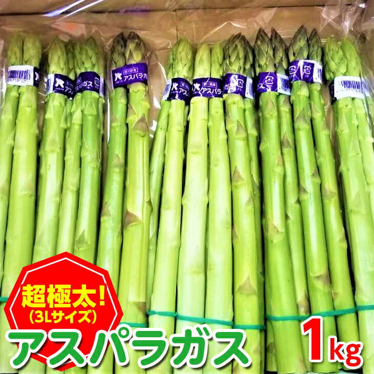 ＜期間限定！2026年2月下旬以降順次発送予定＞＜超極太＞アスパラガス(約1kg/3Lサイズ) 国産 野菜 アスパラ 産地直送 希少 新鮮 冷蔵便 【man095】【Aglio nero】