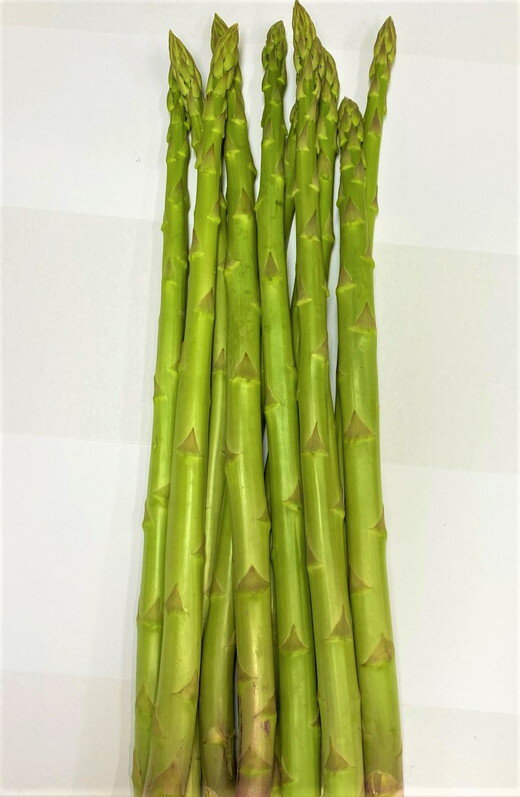 【ふるさと納税】＜期間限定！2026年2月下旬以降順次発送予定＞＜選べる入数＞春芽！ロング！約50cm！ アスパラガス さぬきのめざめ (5本入・10本入・20本入) 国産 野菜 アスパラ 新鮮 冷蔵便【man097・man098・man099】【Aglio nero】 - 画像3