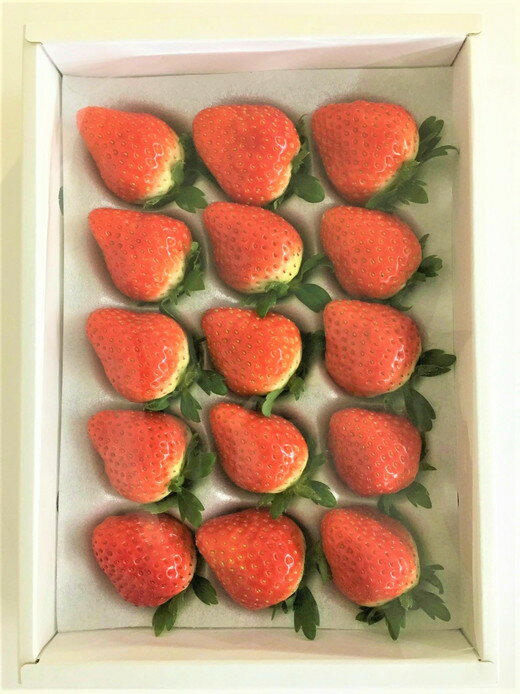 【ふるさと納税】＜先行予約！2026年2月中旬以降順次発送予定＞＜贈答用＞＜選べる容量＞香川県産さぬきひめいちご(約400g・約800g/1箱約400g) 果物 くだもの 苺 イチゴ フルーツ 産地直送 ギフト 【man100・man101】【Aglio nero】 サムネイル3