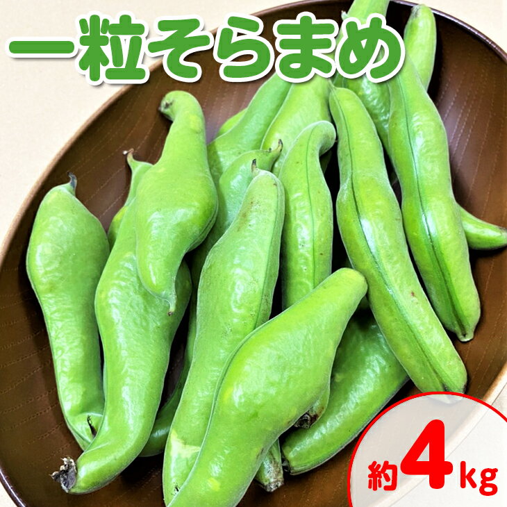 ＜先行予約！2026年5月上旬以降順次発送予定＞一粒そらまめ(約4kg)国産 野菜 そら豆 ソラマメ 豆 産地直送 新鮮 冷蔵便 【man102】【Aglio nero】