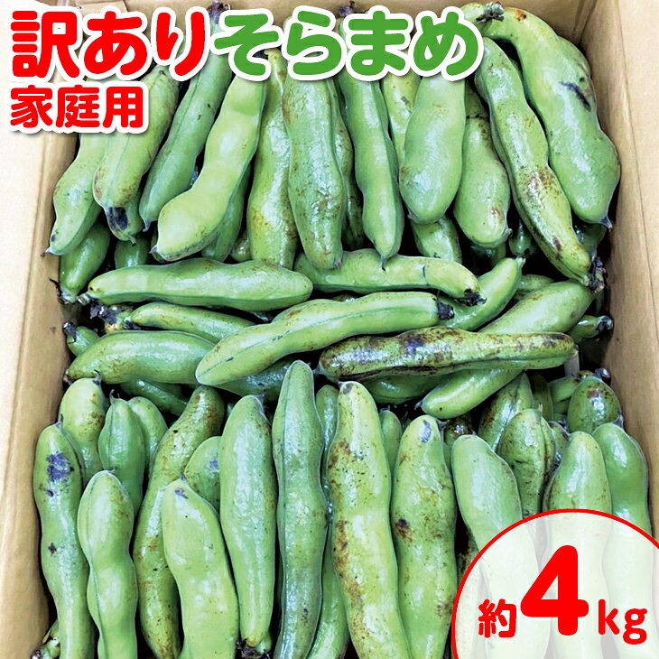 ＜先行予約！2026年5月上旬以降順次発送予定＞＜訳あり・家庭用＞ そらまめ(約4kg) そら豆 ソラマメ 傷あり 産地直送 新鮮 冷蔵便 【man103】【Aglio nero】