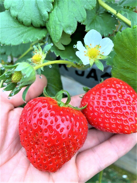 【ふるさと納税】＜先行予約！2026年3月下旬以降順次発送予定＞＜選べる容量＞大粒！香川県産 さぬきひめいちご(約500g・約1kg/1粒20g以上)国産 果物 くだもの 苺 イチゴ フルーツ 産地直送 新鮮 冷蔵便 【man104・man105】【Aglio nero】 サムネイル3