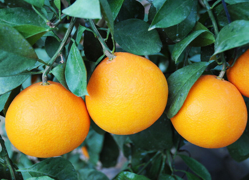 【ふるさと納税】数量限定！愛媛県果樹研究センターが栽培！愛果28号 愛媛果試第28号 2kg 1箱 みかん ミカン 蜜柑 柑橘 フルーツ 果物 旬 デザート お取り寄せ 国産 愛媛県 常温 送料無料【2026年1月上旬～1月下旬発送予定】(346) サムネイル2