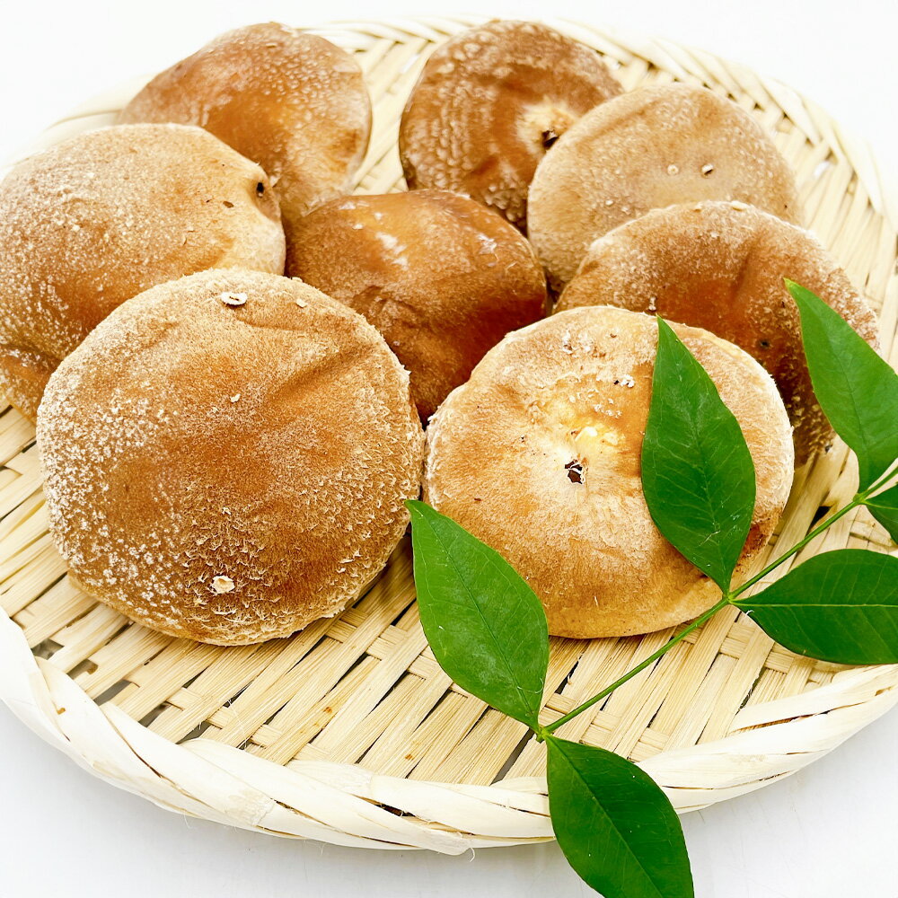 【ふるさと納税】内子町産 生しいたけ（菌床栽培） 約240g×3パック 合計約720g 椎茸 シイタケ きのこ キノコ 茸 愛媛県産 国産 四国 愛媛県 送料無料 (443)【えひめの町（超）推し！（内子町）】 - 画像3