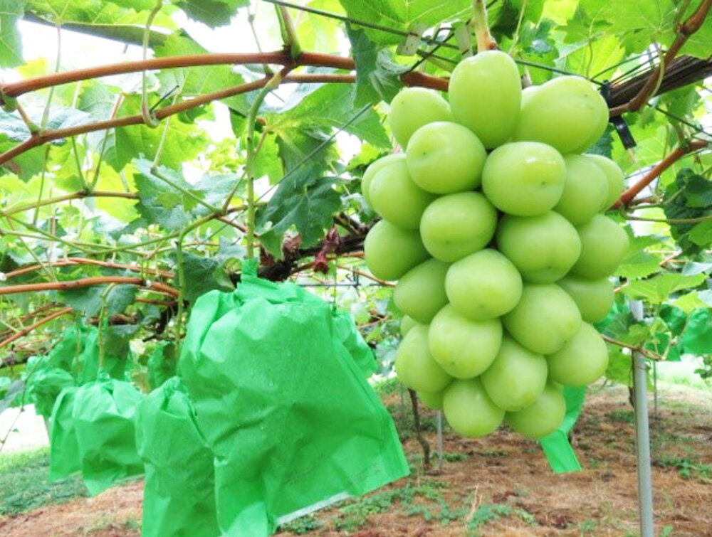 【ふるさと納税】内子町産 シャインマスカット ムジ 3～5房入 約2kg ぶどう ブドウ マスカット 葡萄 フルーツ 果物 果実 国産 四国 愛媛県 送料無料 (444)【2026年8月下旬～10月上旬迄発送予定】【えひめの町（超）推し！（内子町）】 サムネイル3