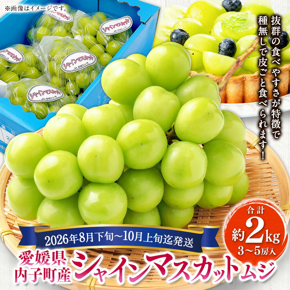 【ふるさと納税】内子町産 シャインマスカット ムジ 3～5房入 約2kg ぶどう ブドウ マスカット 葡萄 フルーツ 果物 果実 国産 四国 愛媛県 送料無料 (444)【2026年8月下旬～10月上旬迄発送予定】【えひめの町（超）推し！（内子町）】 サムネイル2