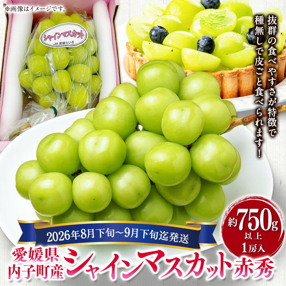 【ふるさと納税】内子町産 シャインマスカット 赤秀 1房入 約750g以上 ぶどう ブドウ 葡萄 マスカット フルーツ 果物 果実 愛媛県産 国産 四国 愛媛県 送料無料 (447) 【2026年8月下旬～9月下旬迄発送予定】【えひめの町（超）推し！（内子町）】 サムネイル2
