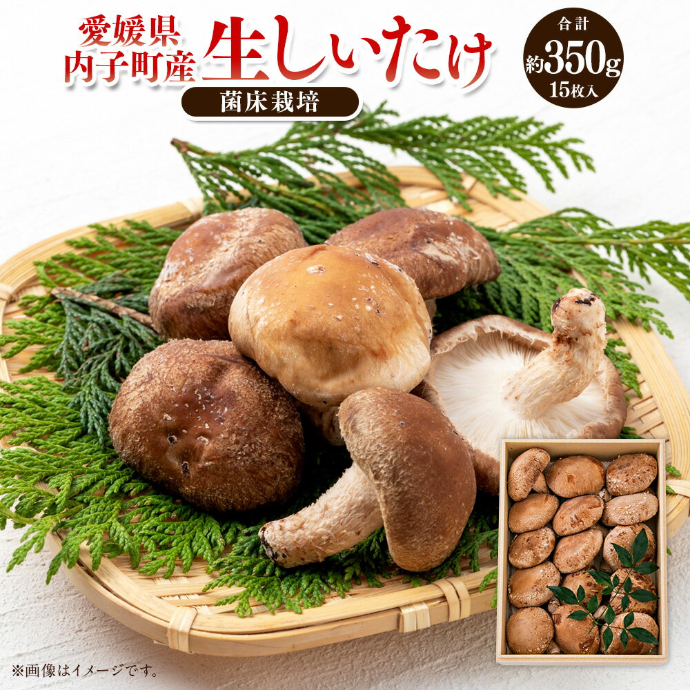 内子町産 生しいたけ（菌床栽培） 約350g 15枚入り 椎茸 シイタケ きのこ キノコ 茸 国産 四国 愛媛県 送料無料 (442)【えひめの町（超）推し！（内子町）】