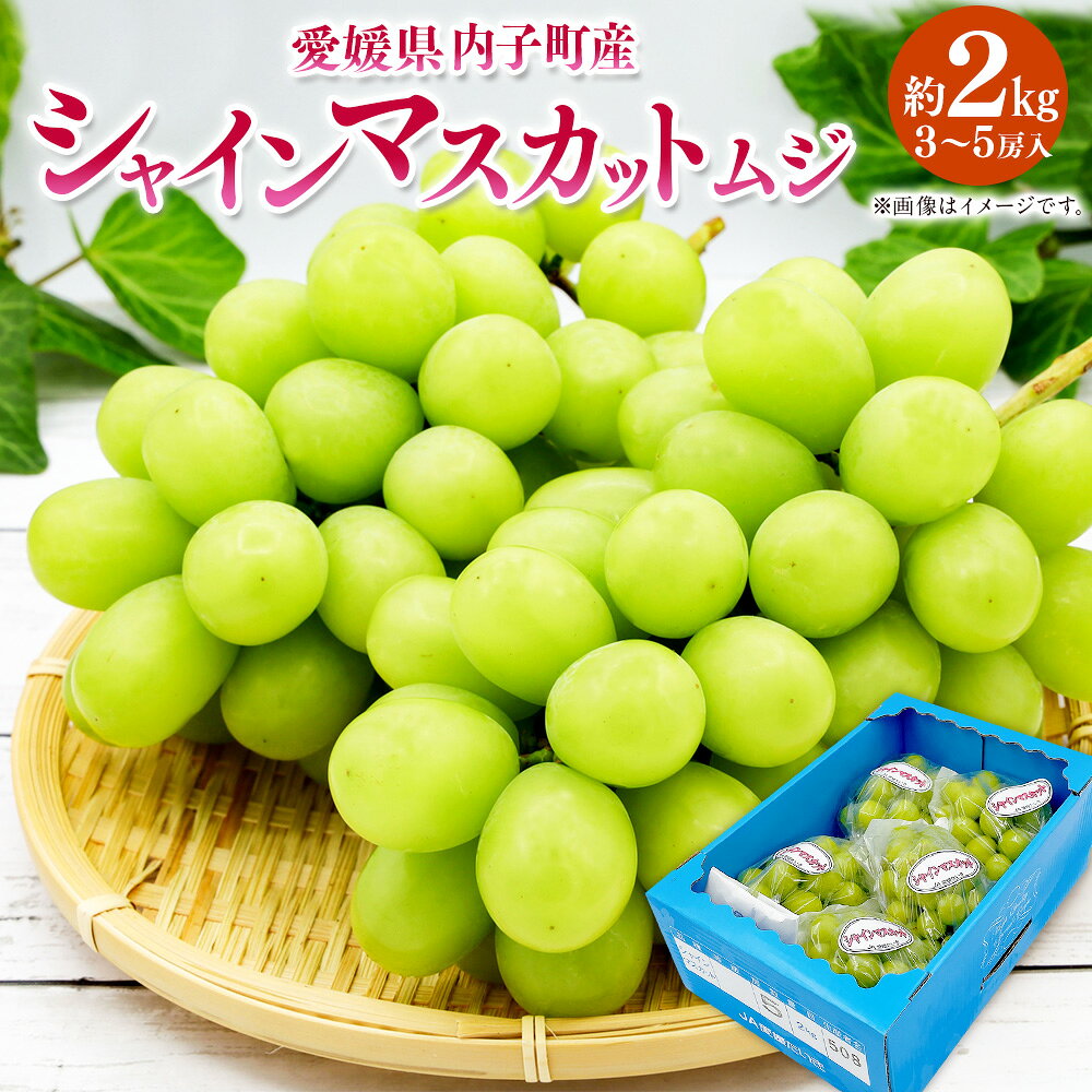 内子町産 シャインマスカット ムジ 3～5房入 約2kg ぶどう ブドウ マスカット 葡萄 フルーツ 果物 果実 国産 四国 愛媛県 送料無料 (444)【2026年8月下旬～10月上旬迄発送予定】【えひめの町（超）推し！（内子町）】