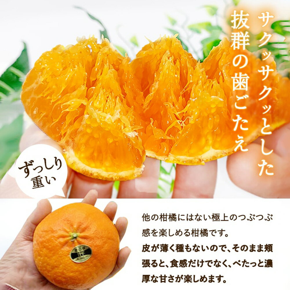【ふるさと納税】甘平 5L～L 約3kg みかん 蜜柑 果物 フルーツ 柑橘 デザート おやつ お取り寄せ 国産 愛媛県 送料無料【2026年1月下旬-3月下旬発送予定】(824) サムネイル3