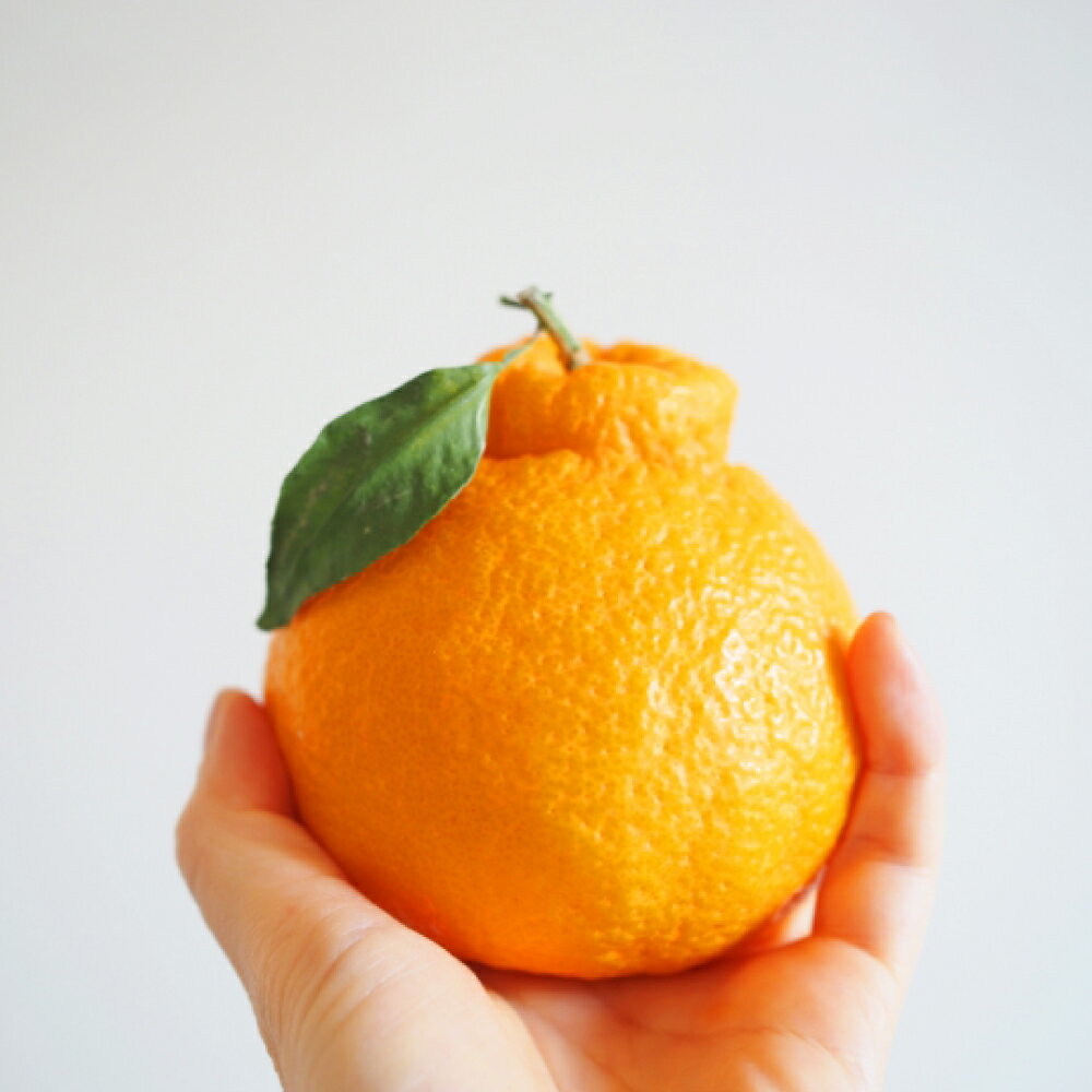 完熟葉付き デコポン 4L～L 約3kg 柑橘類 柑橘 でこぽん オレンジ 国産 みかん ミカン 果物 フルーツ くだもの 愛媛県 送料無料【2026年4月上旬-6月下旬発送予定】(725-1)