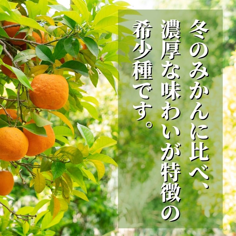 【ふるさと納税】 【先行予約】 カラマンダリン 家庭用 約2.5kg 【4月下旬頃より発送】 | 愛媛 みかん 先行予約 柑橘 お取り寄せ グルメ 期間限定 数量限定 人気 おすすめ 愛媛県 松山市 サムネイル2