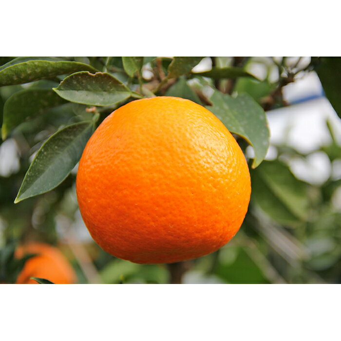 【ふるさと納税】 【先行予約】 訳あり 愛果28号 約2kg 12月中旬より発送 紅まどんな 同品種 まどんな 柑橘 みかん ミカン 果物 フルーツ 高級柑橘 希少品種 家庭用 自宅用 わけあり 国産 産地直送 新鮮 数量限定 人気 おすすめ グルメ お取り寄せ 愛媛県 松山市 送料無料 サムネイル2