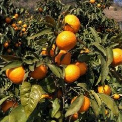 【先行予約】カラマンダリン約5kg【KC00800】